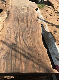 English Walnut